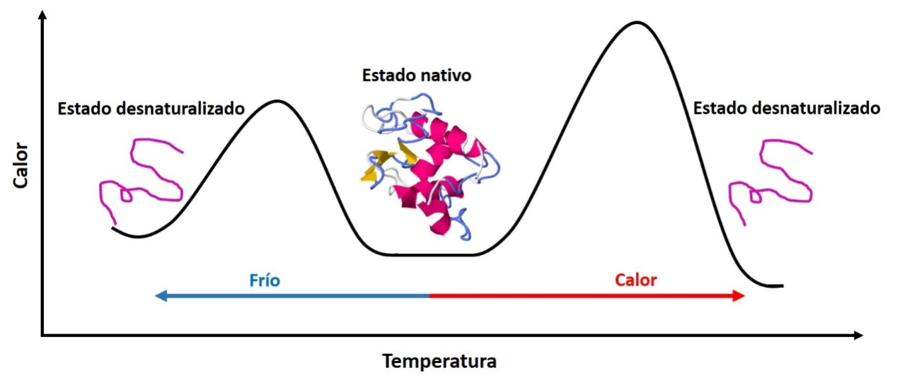 quimicaProteinas