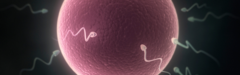 reproduccion-humana